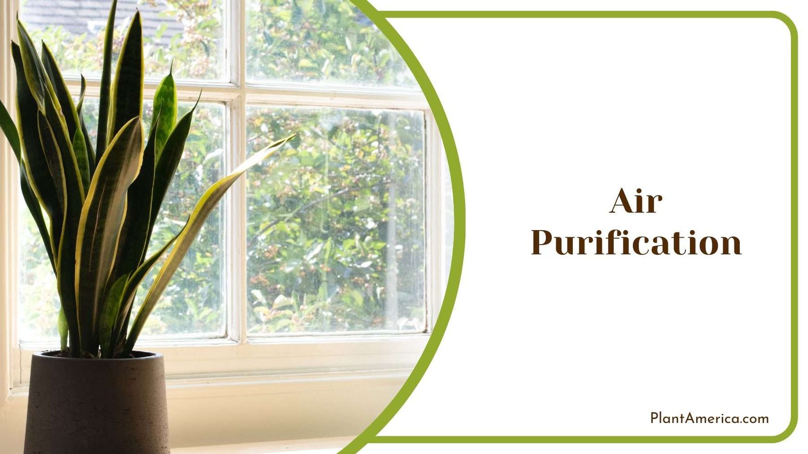 Air Purification Plant America