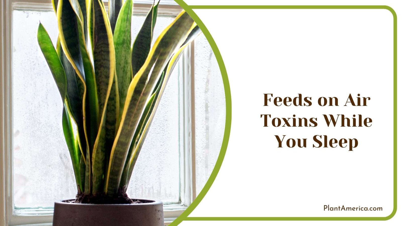 Air Toxins While You Sleep Plant America