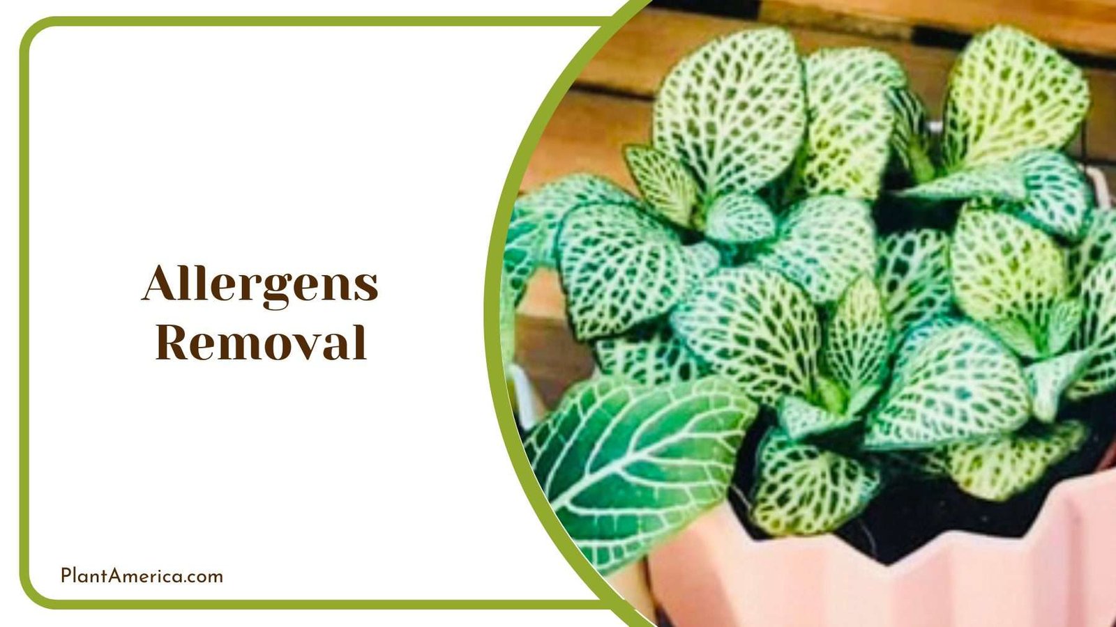 Allergens Removal Plant America