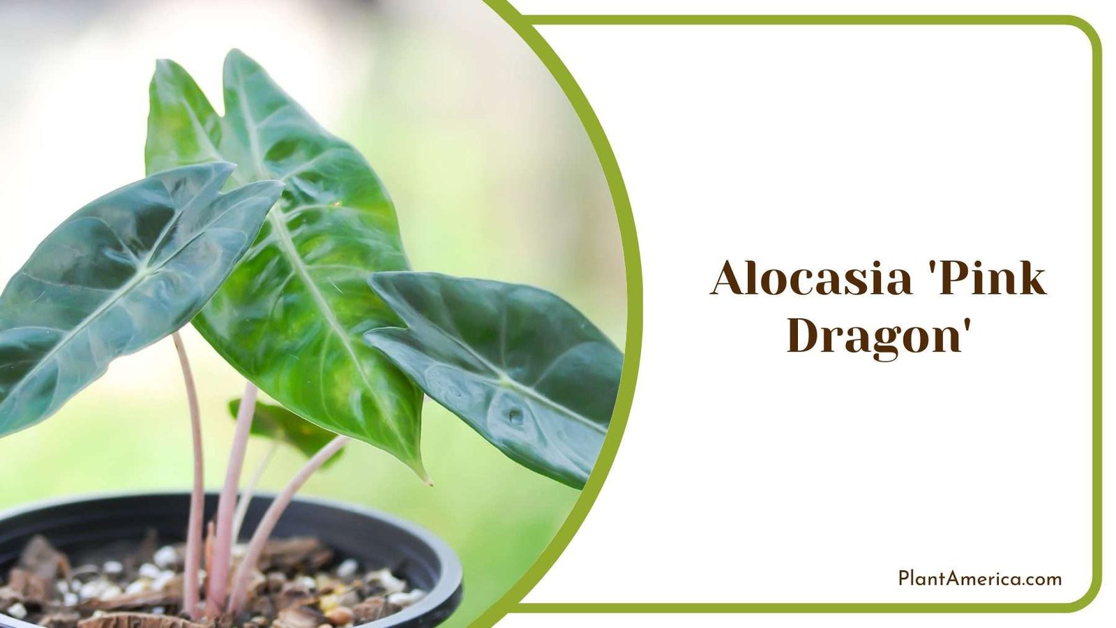 Alocasia Pink Dragon Plant America