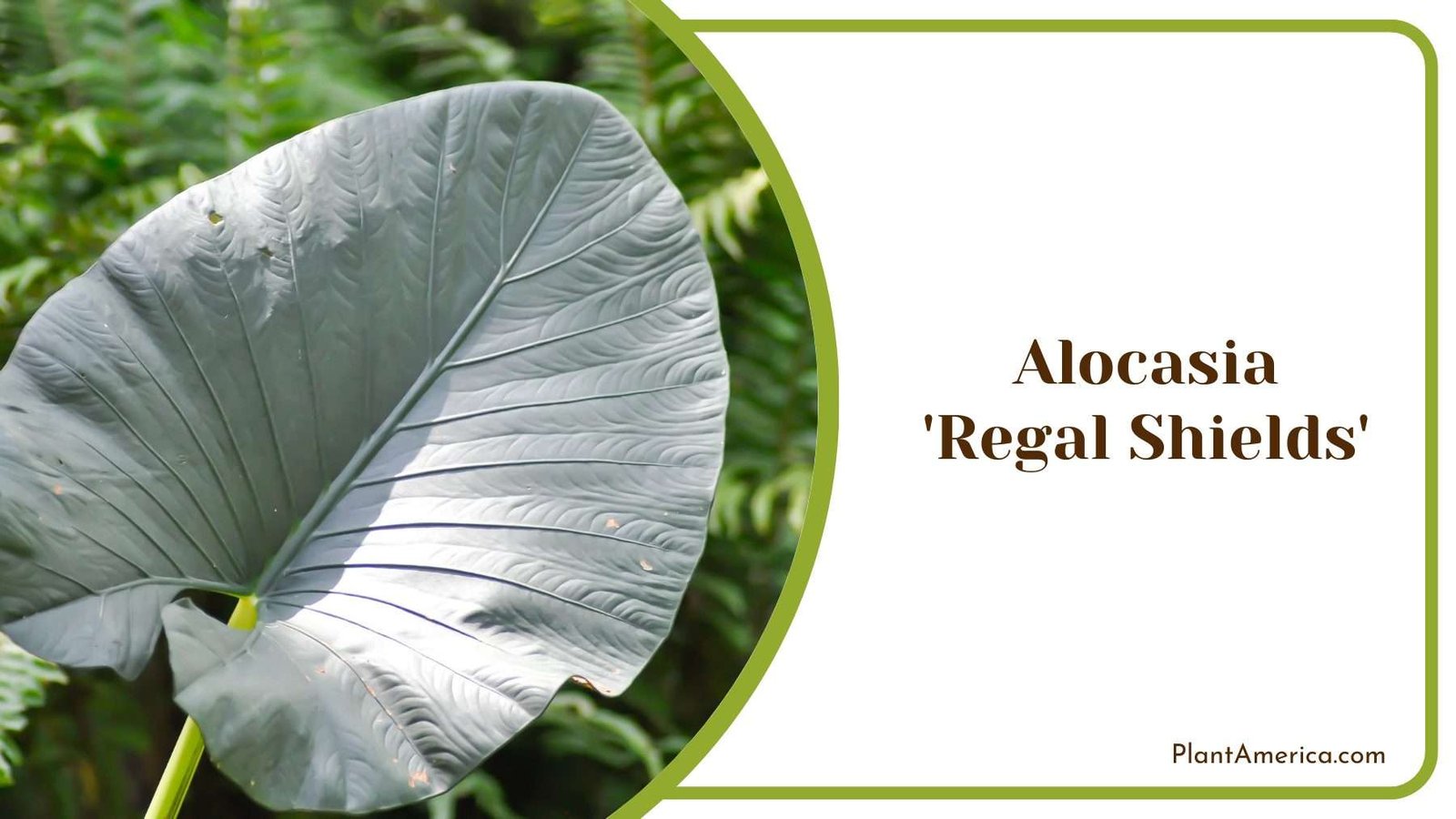 Alocasia Regal Shields Plant America