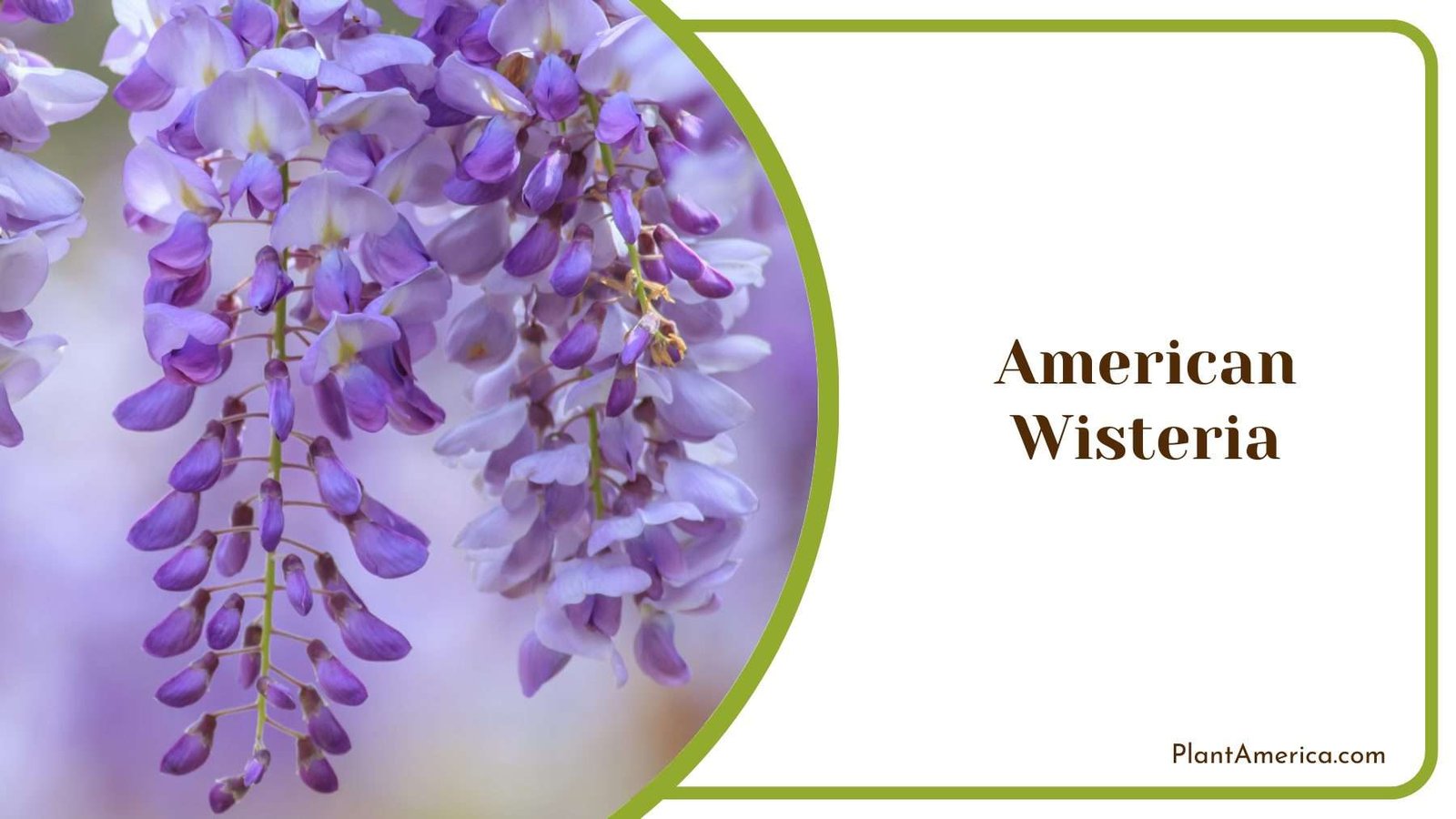American Wisteria Plant America