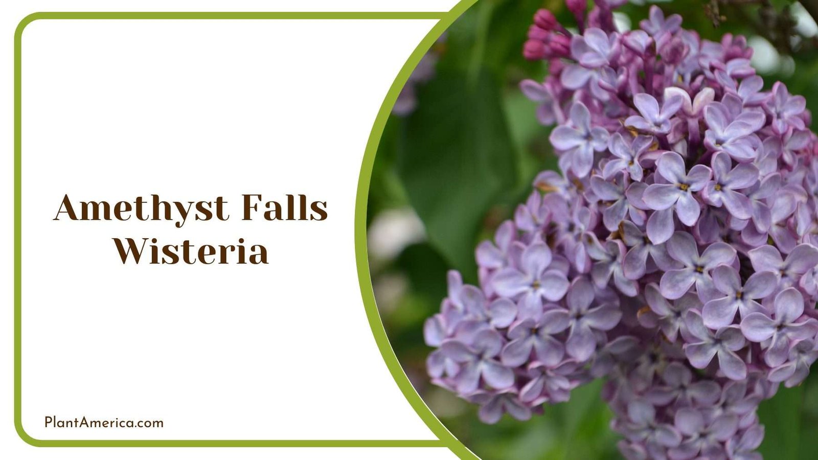Amethyst Falls Wisteria Plant America