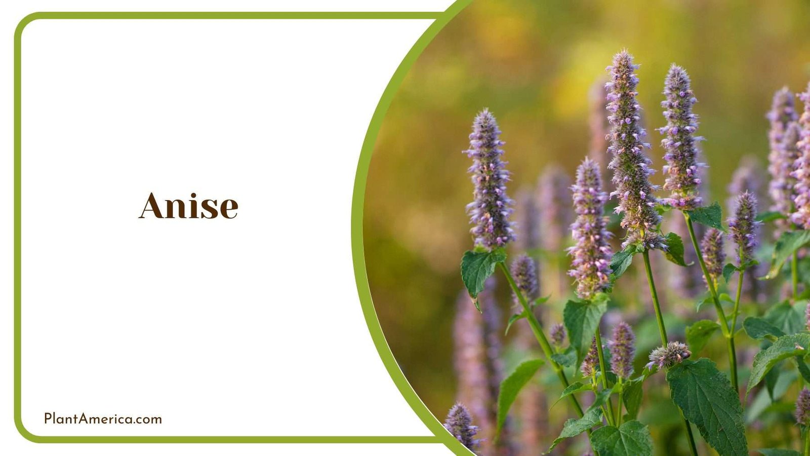 Anise Plants Plant America