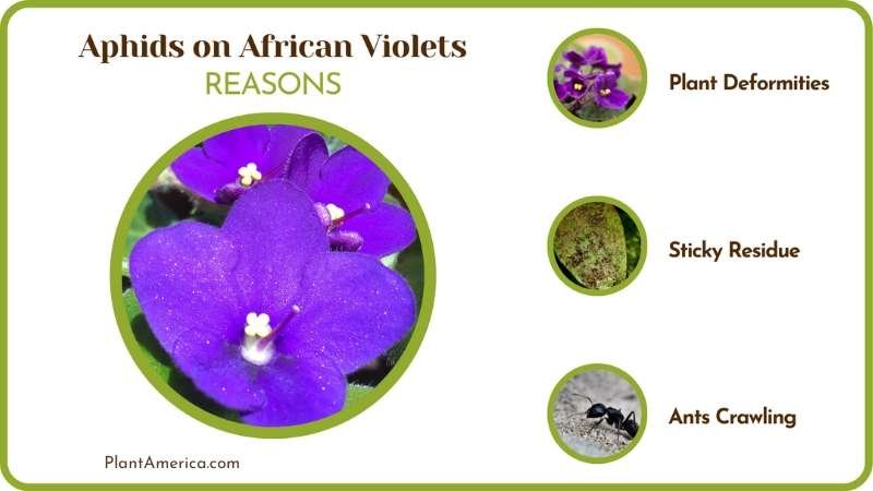 Aphid Infestation on African Violets Plant America