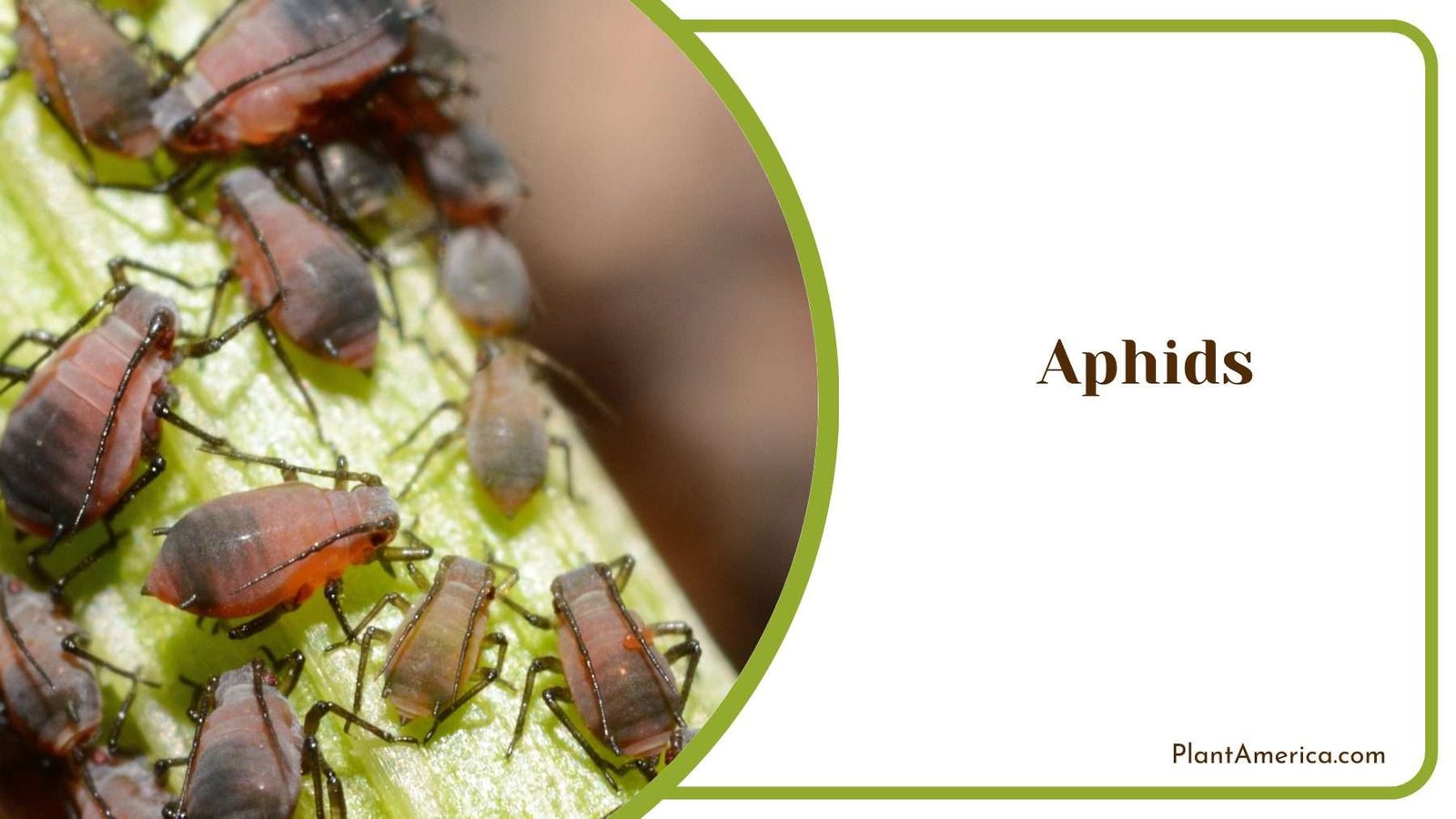 Aphids on Peace Lily Plant America
