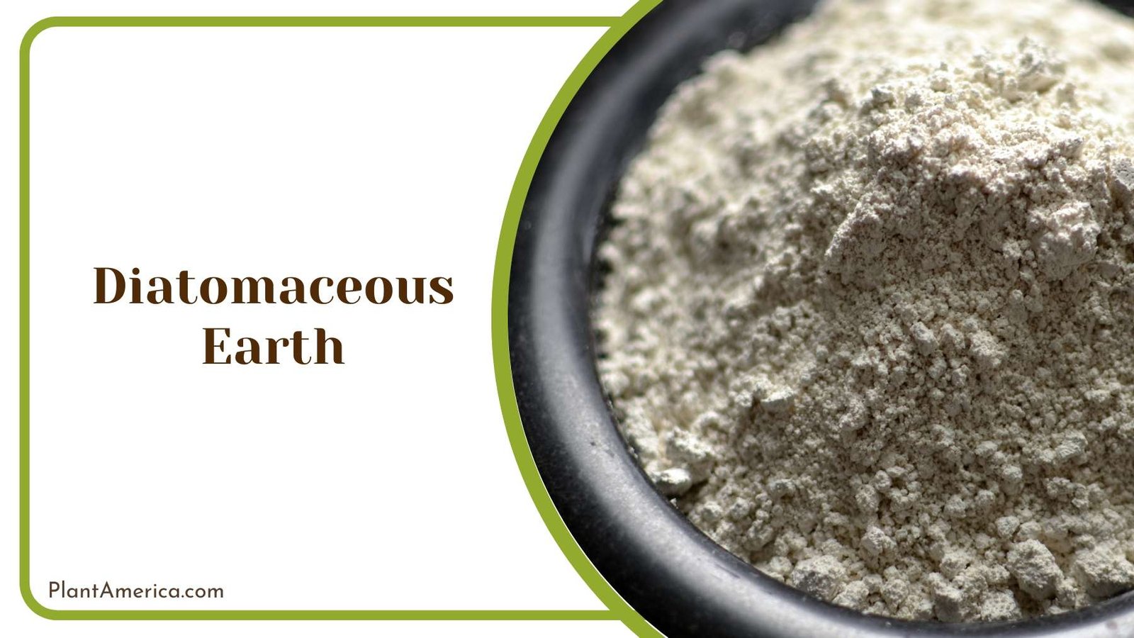 Applying Diatomaceous Earth Plant America