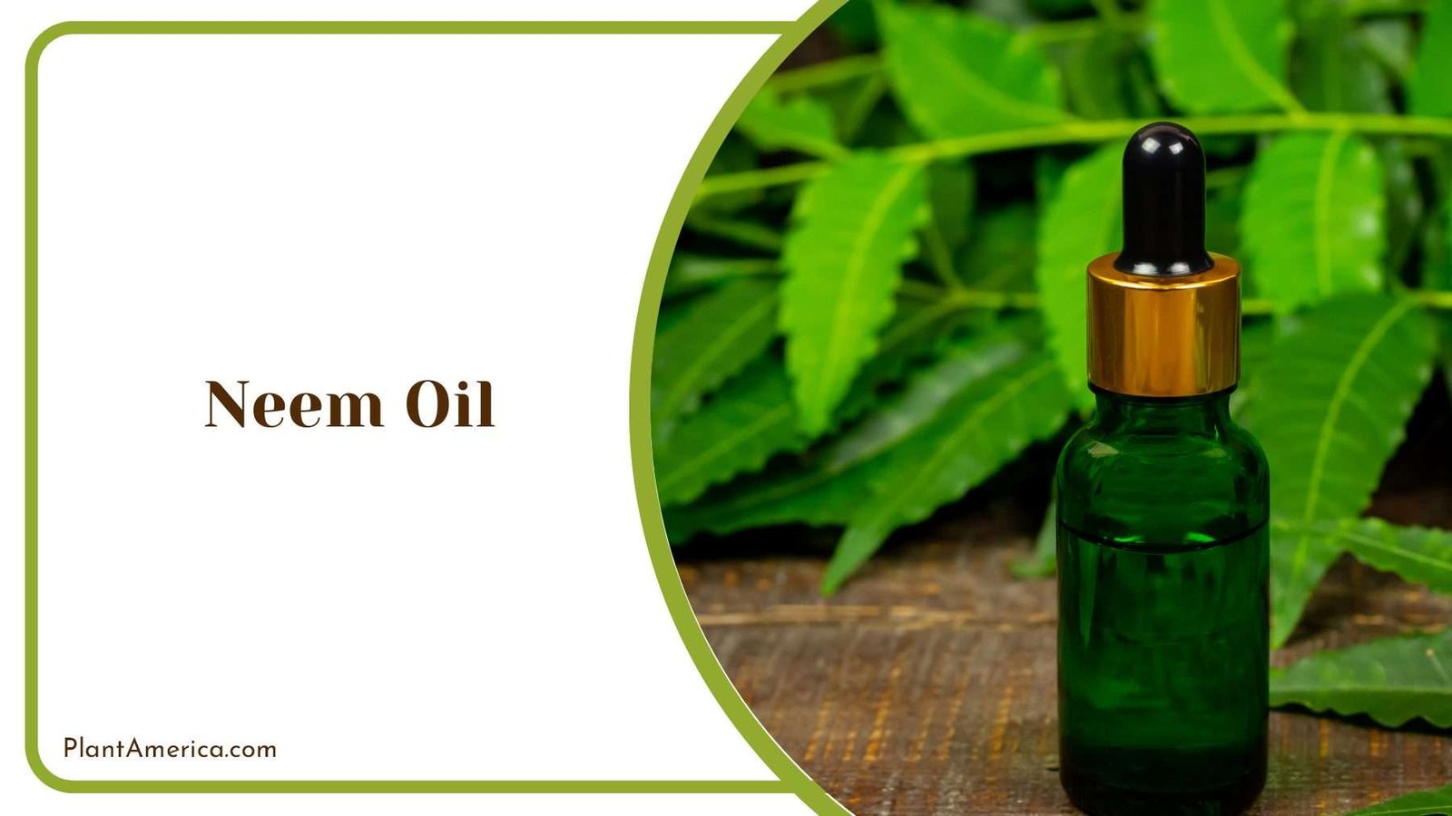 Applying Neem Oil Plant America