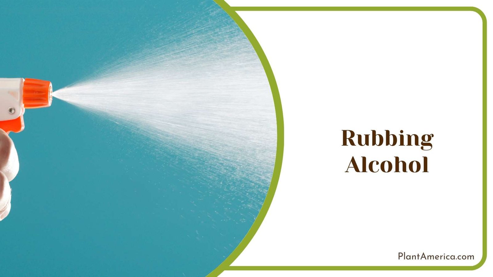 Applying Rubbing Alcohol Plant America