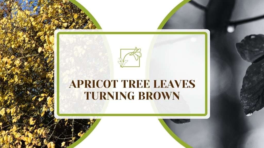 Photo inspiration: Picture Idea: Apricot Tree Leaves Turning Brown Try These Solutions
