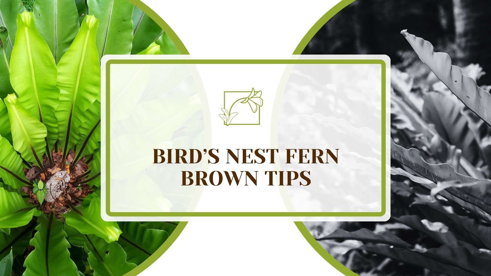 Bird’s Nest Fern Brown Tips Your Guide to Green Fronds Plant America