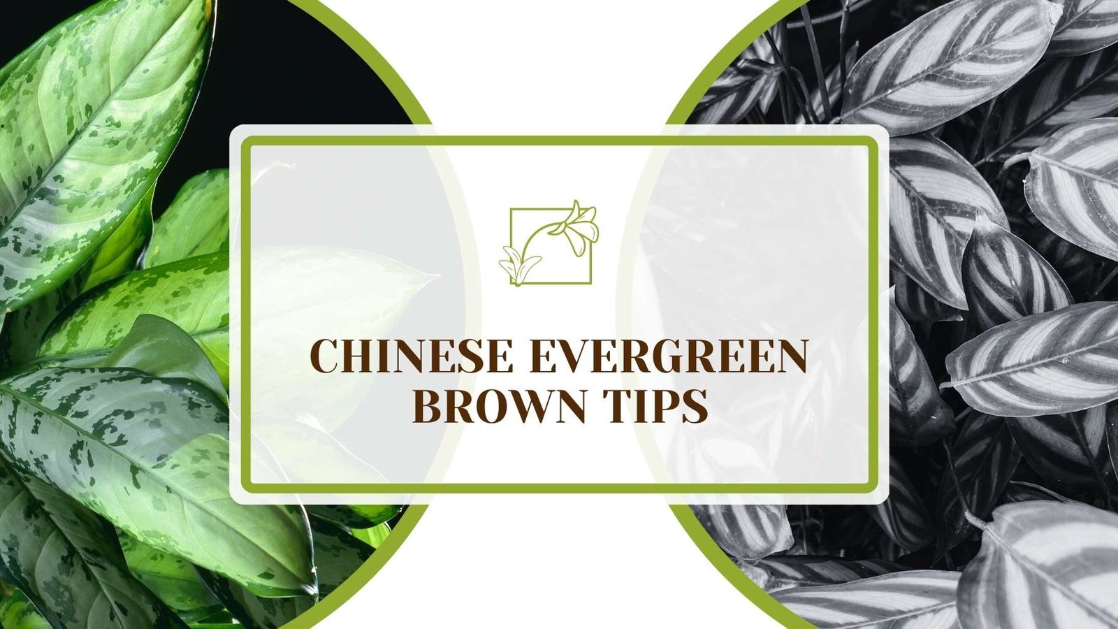 Article About Chinese Evergreen Brown Tips Plant America Chinese Evergreen Brown Tips: Your Ultimate Plant Guide