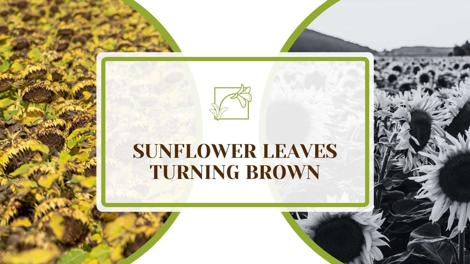 Article About Sunflower Leaves Turning Brown Plant America Sunflower Leaves Turning Brown: Proven Remedies & Tips