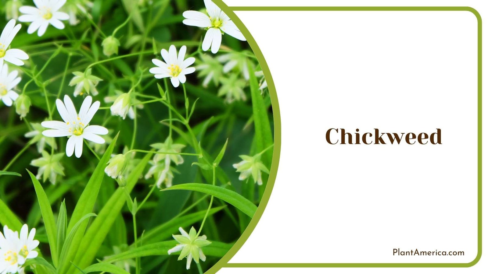 Beautiful Chickweed Plant America Beautiful Chickweed Plant America