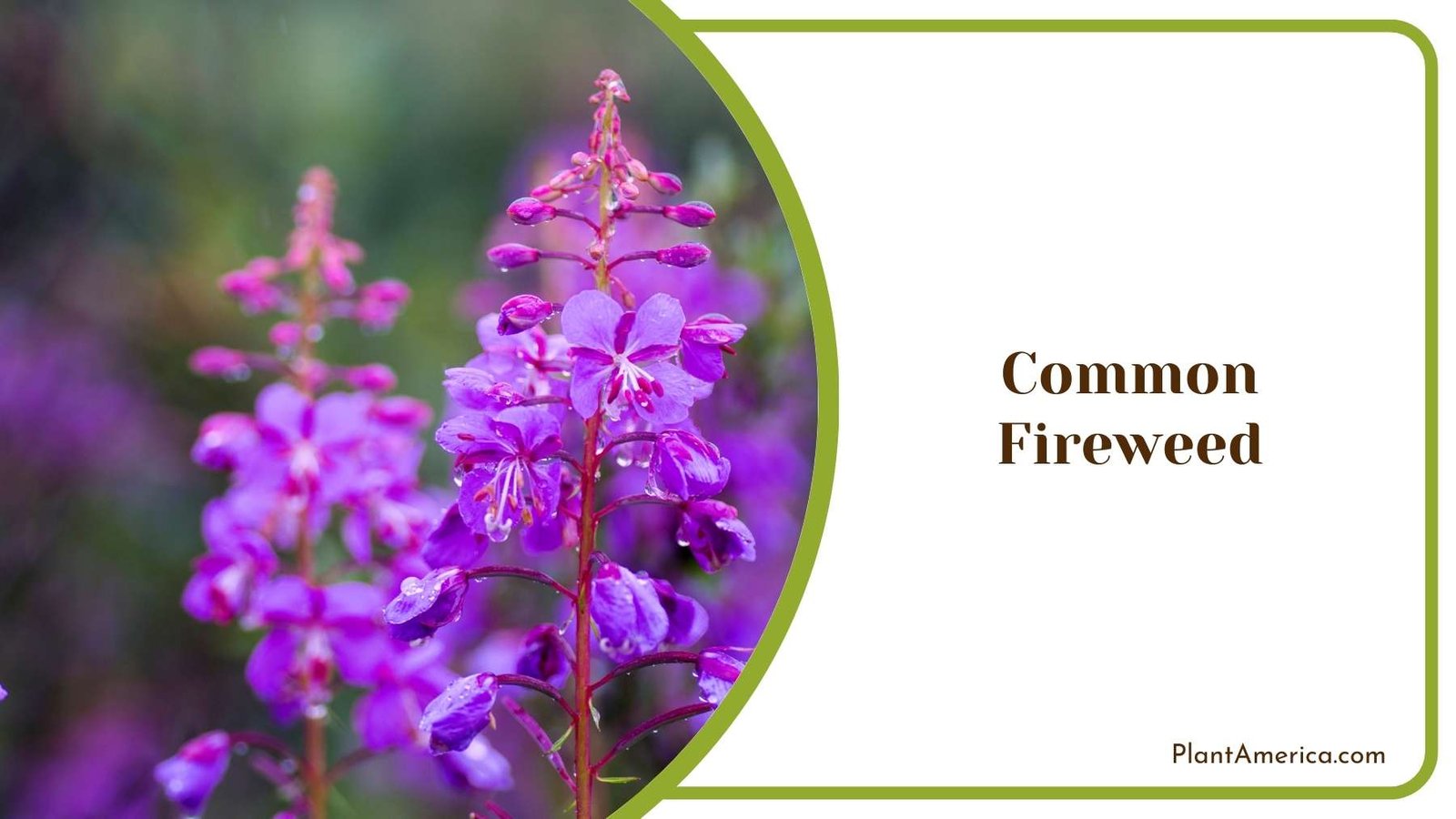 Beautiful Common Fireweed Plant America
