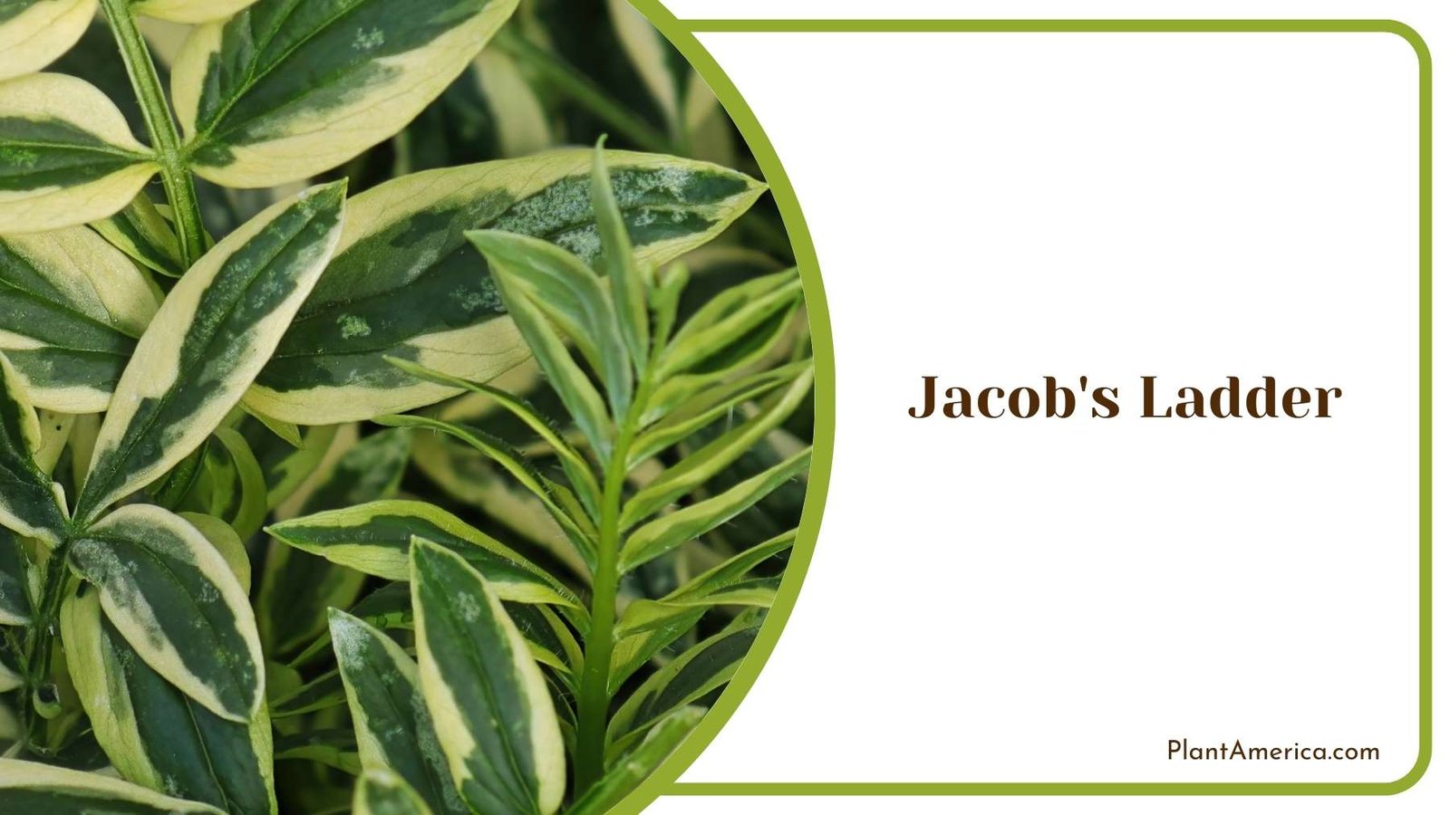 Beautiful Jacob s Ladder Plant America