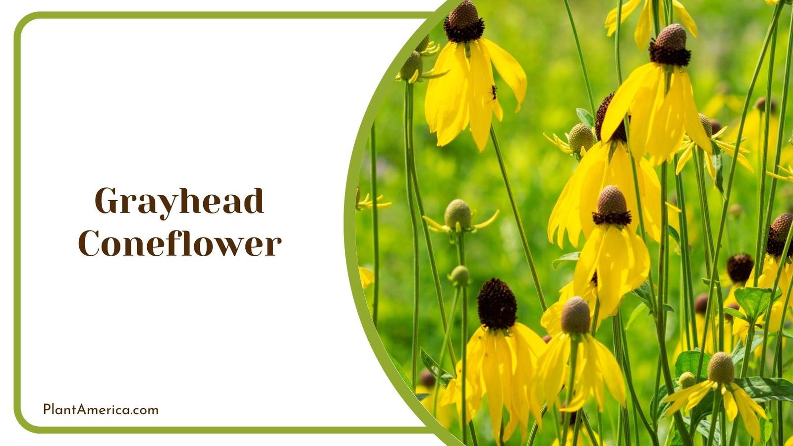 Beautiful Landscape Of Grayhead Coneflower Plant America