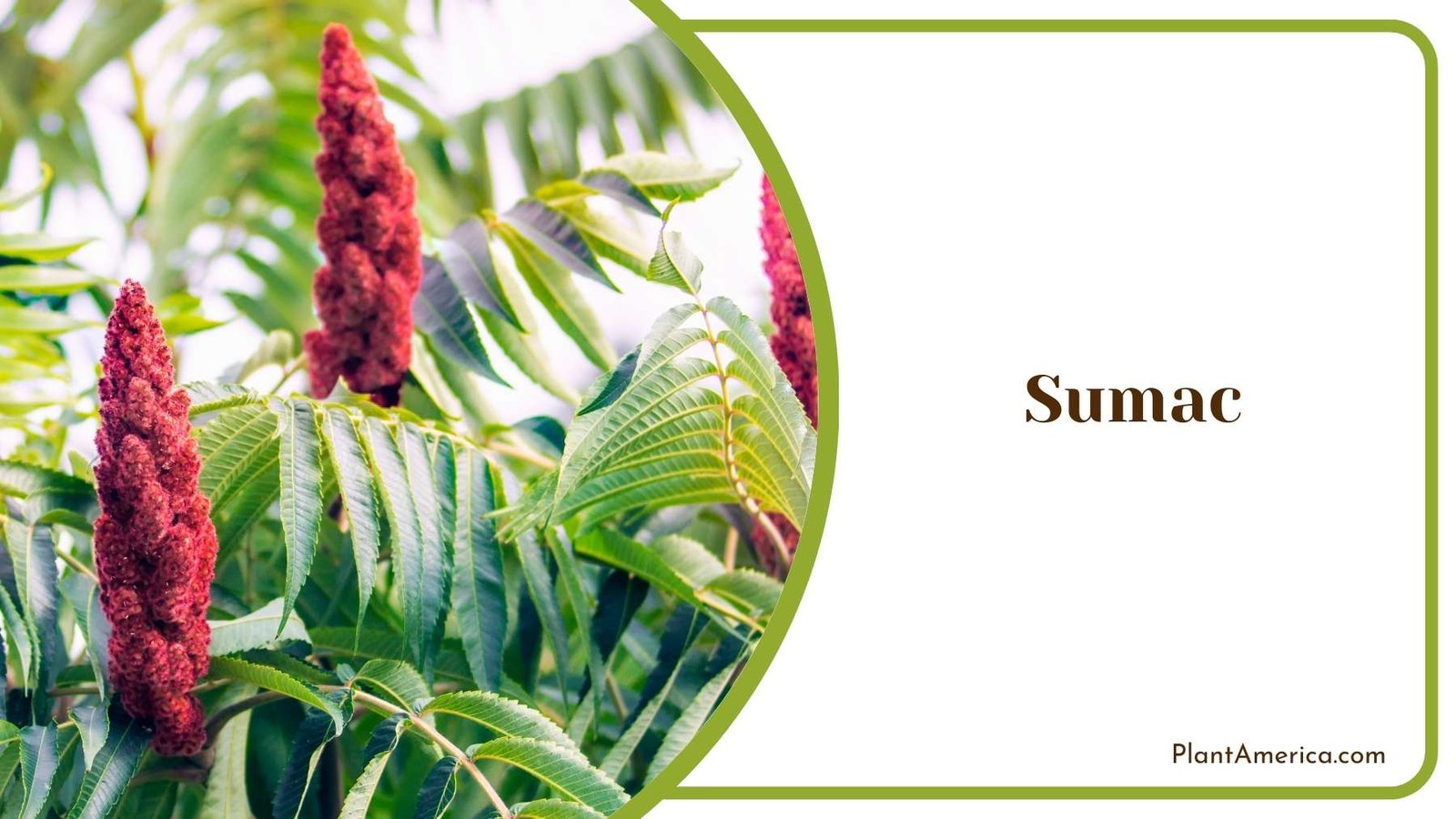 Beautiful Sumac Plant Plant America
