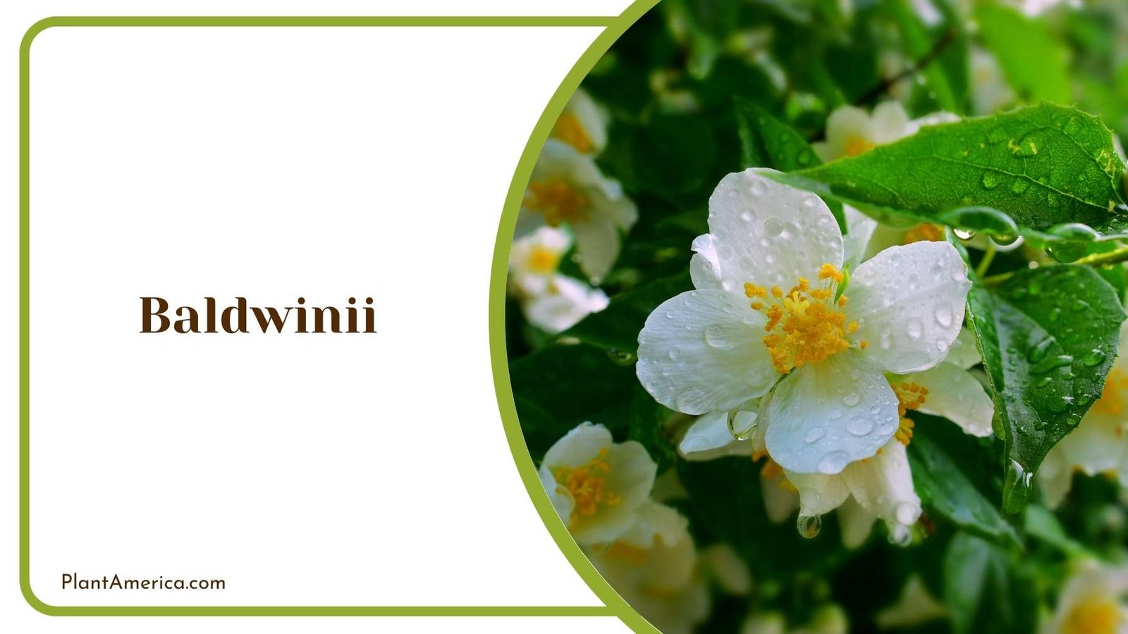 Beauty Of Baldwinii Flower Plant America