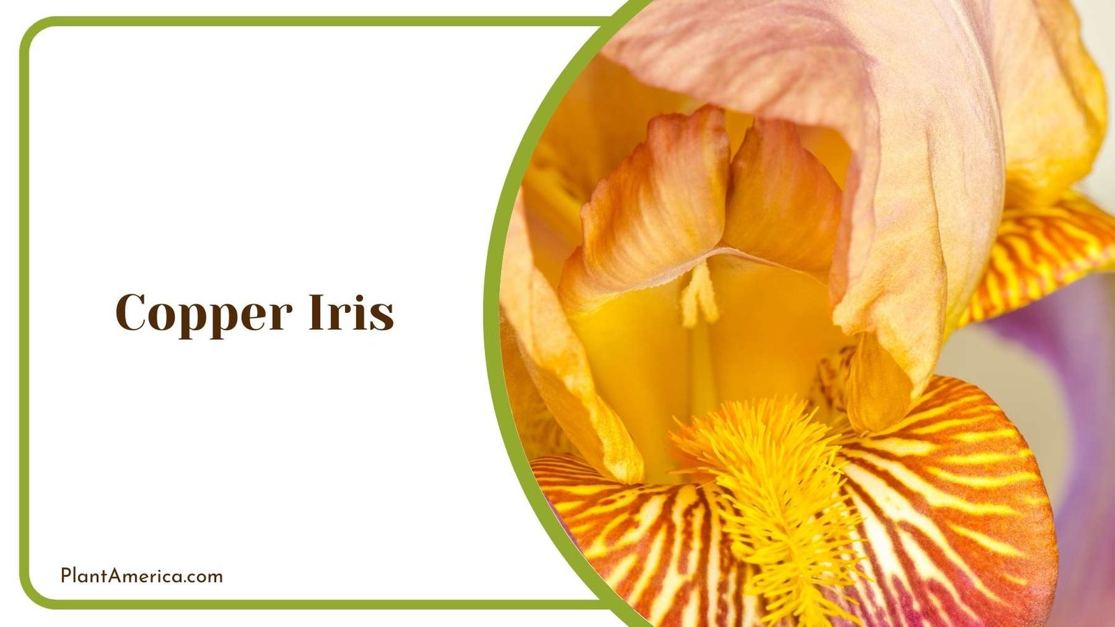 Beauty Of Copper Iris Plant America