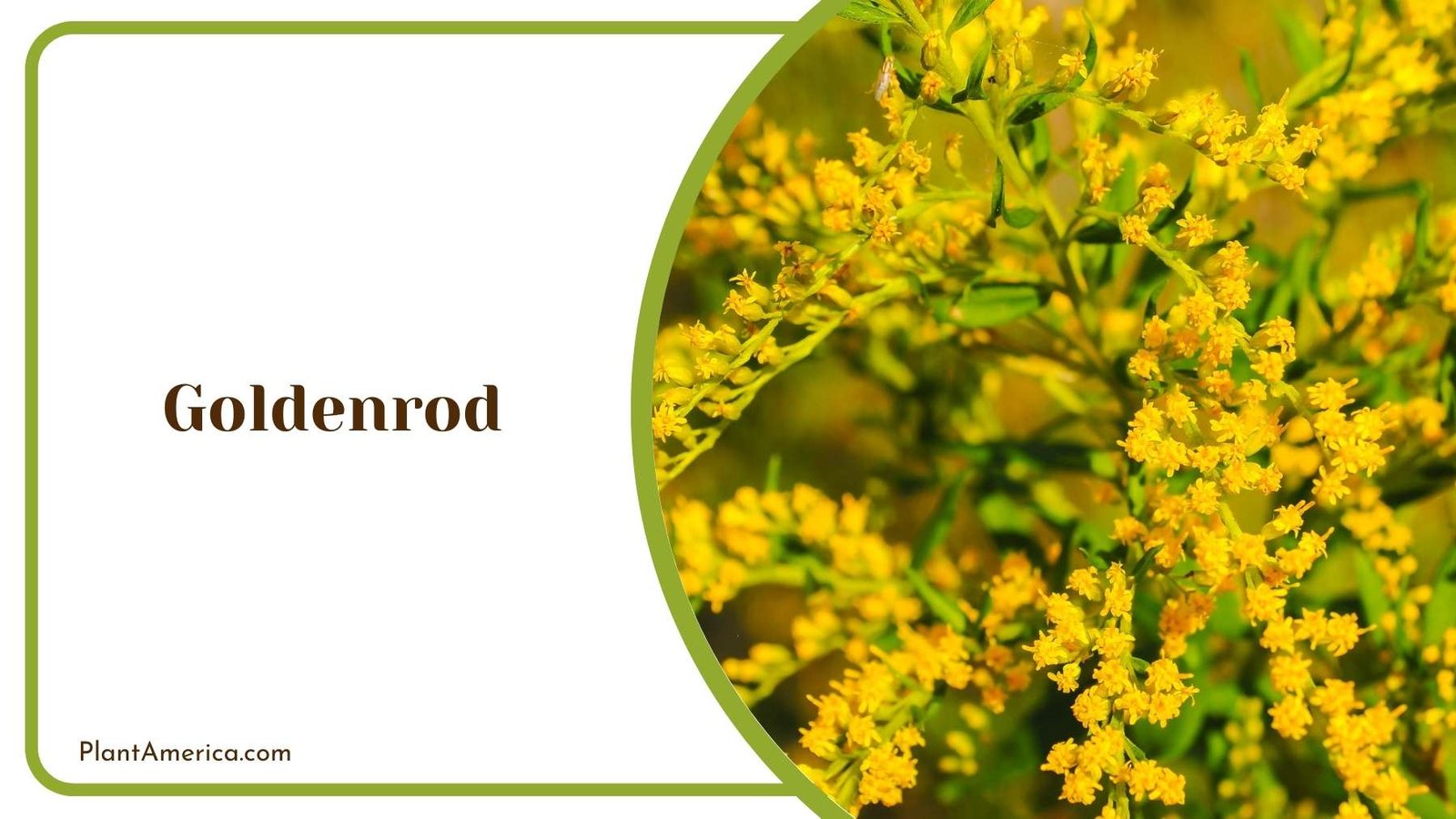 Beauty Of Goldenrod Plant America