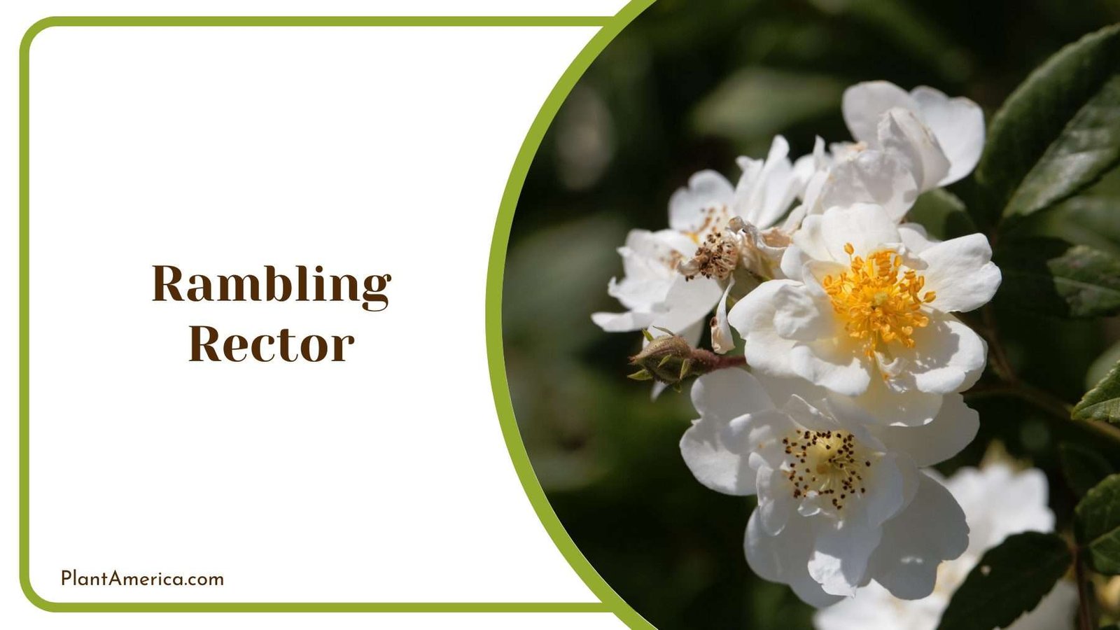 Beauty Of Rambling Rector Plant America