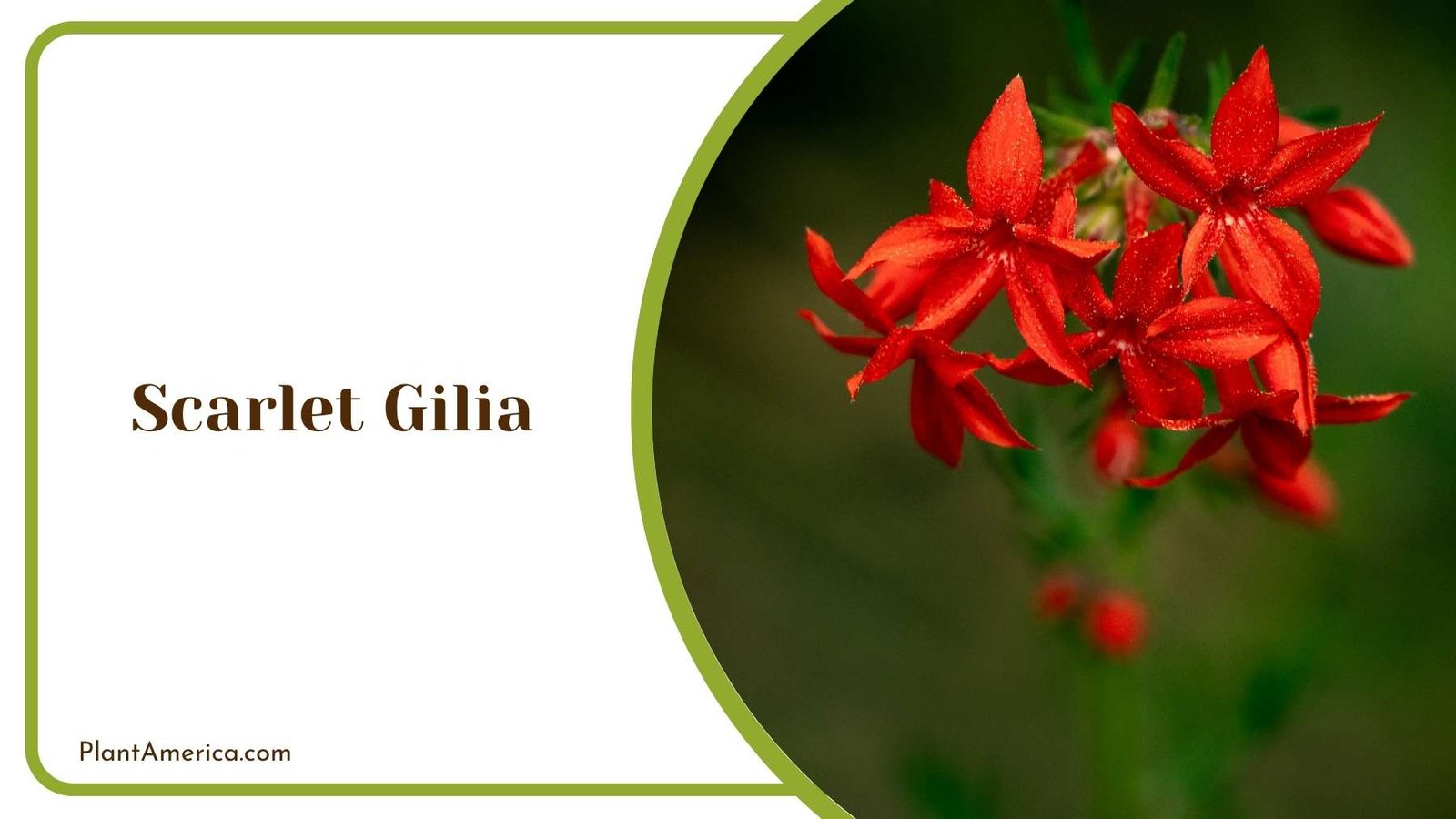 Beauty Of Scarlet Gilia Plant America