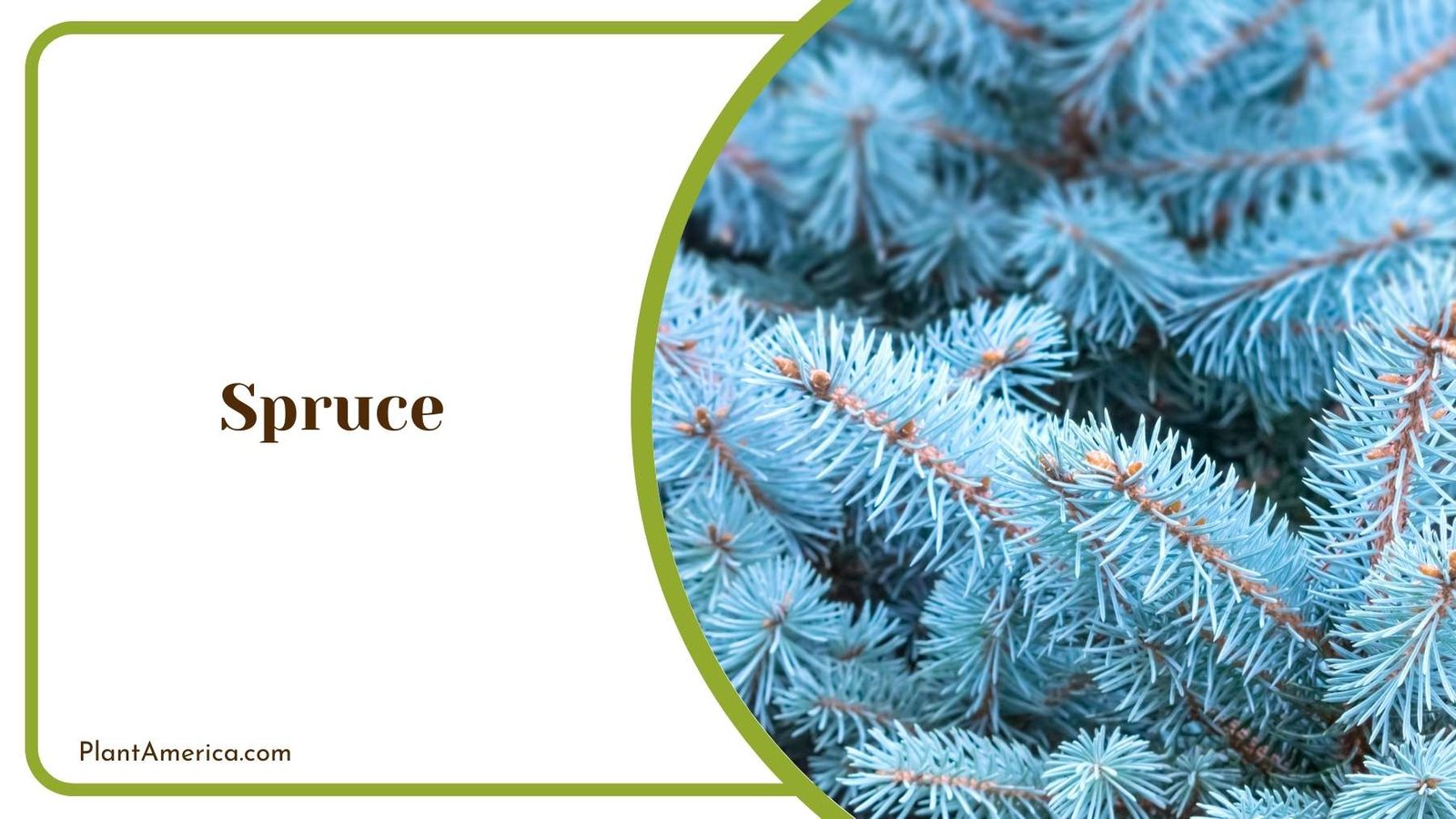Beauty Of Spruce Plant America Beauty Of Spruce Plant America
