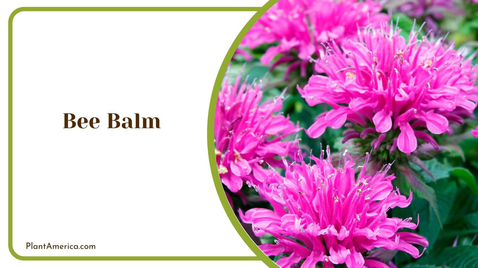Bee Balm Flower Plant America