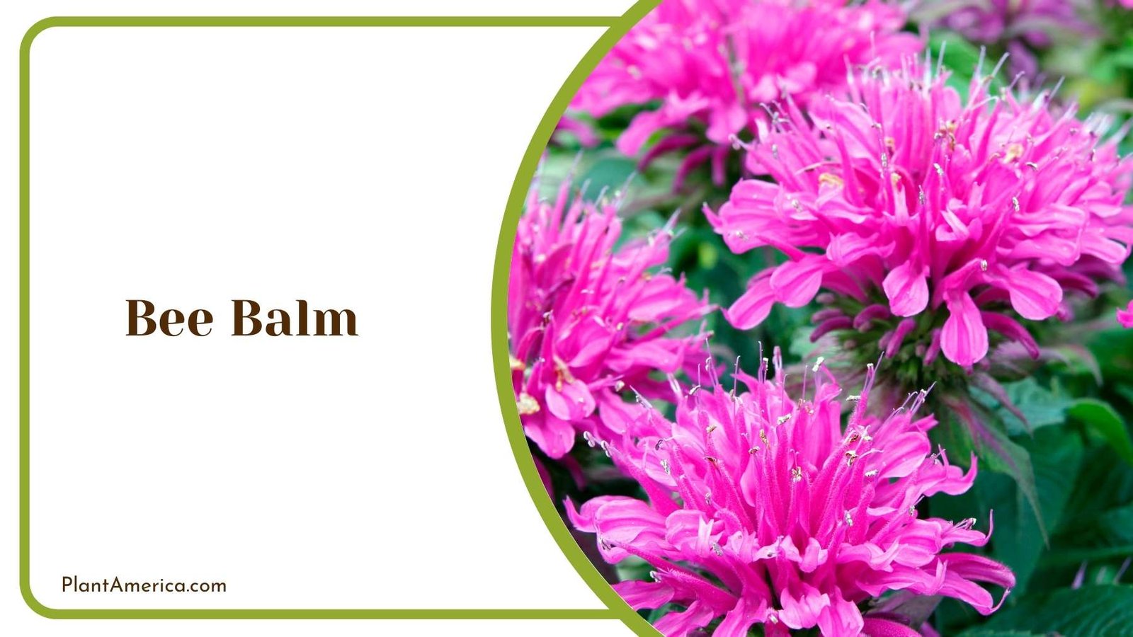 Bee Balms In a Farm Plant America