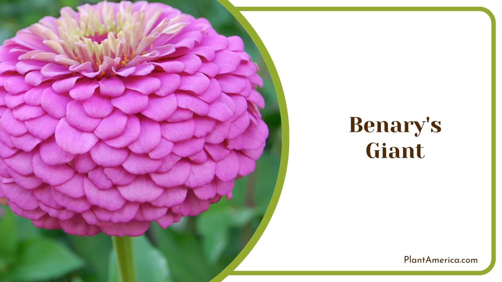 Benarys Giant Zinnias Plant America