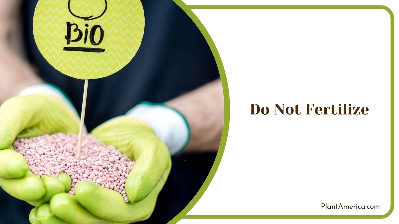 Bio Fertilizer In Hand Of a Gardener Plant America Bio Fertilizer In Hand Of a Gardener Plant America