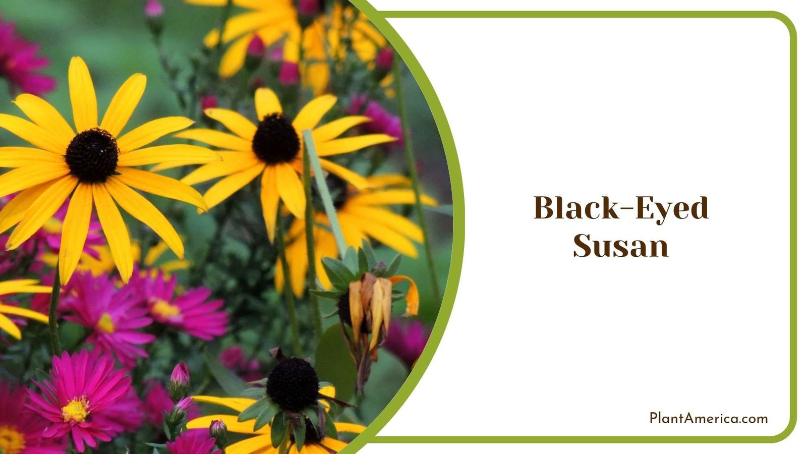 Black Eyed Susan Flowers Plant America