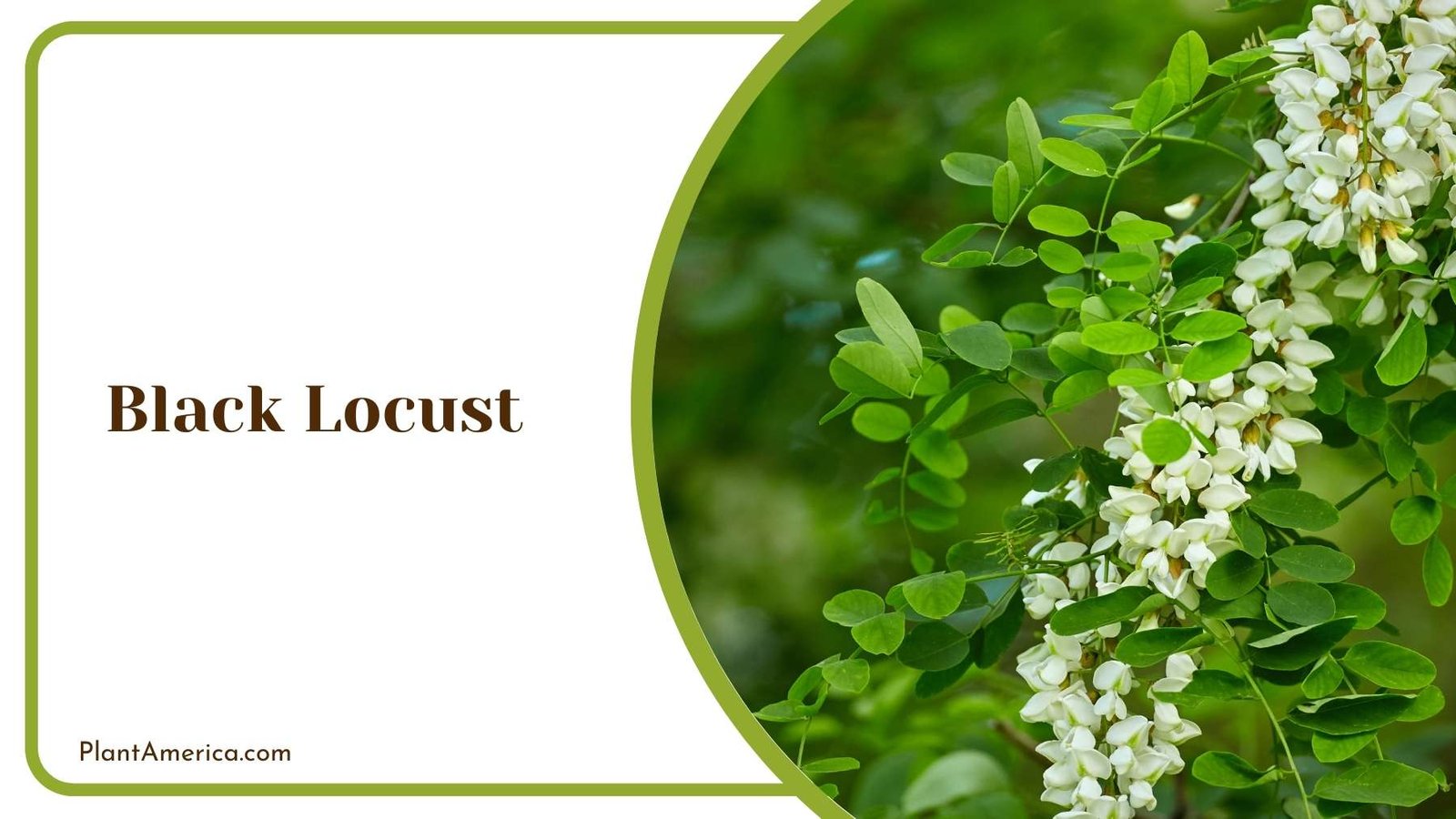 Black Locust Flower Plant America