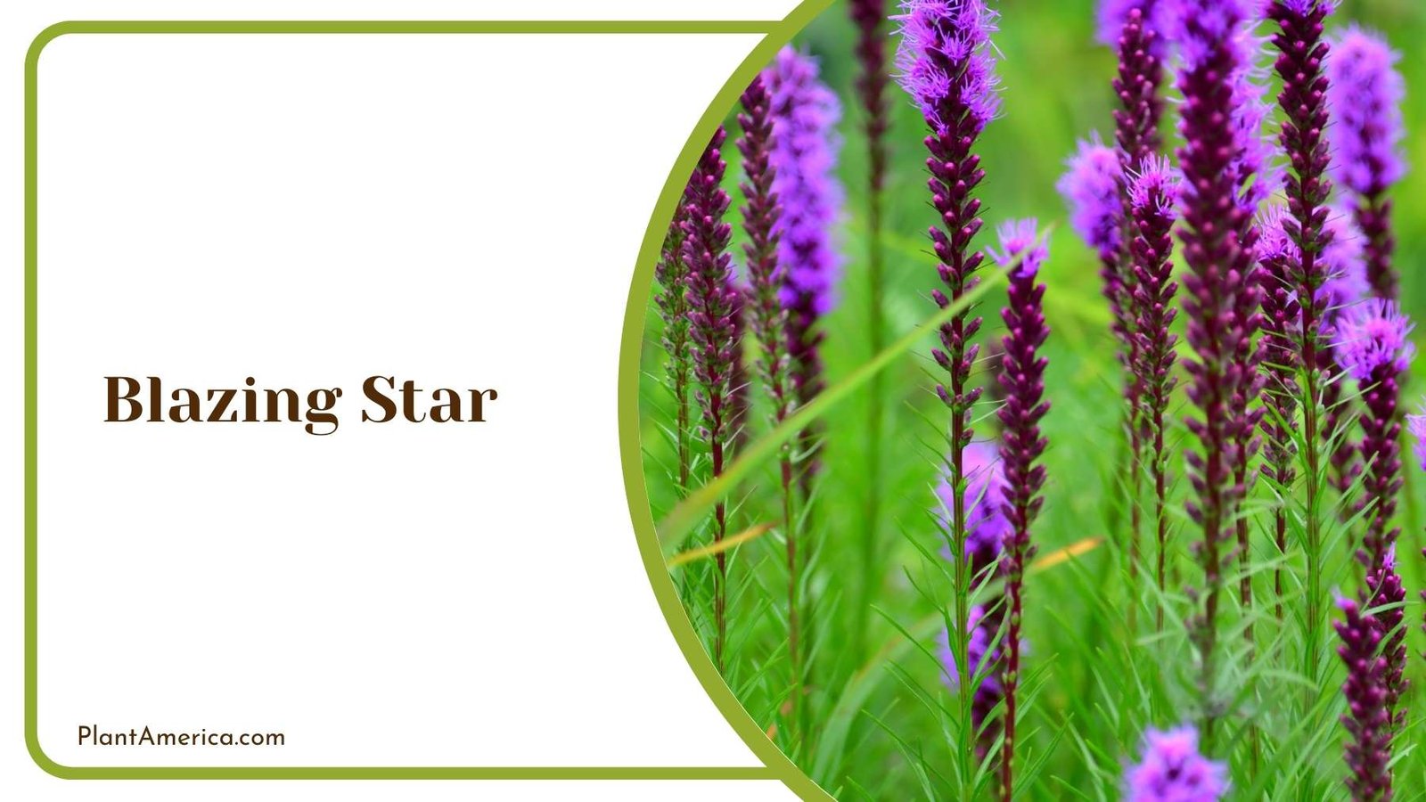 Blazing Star Plant America