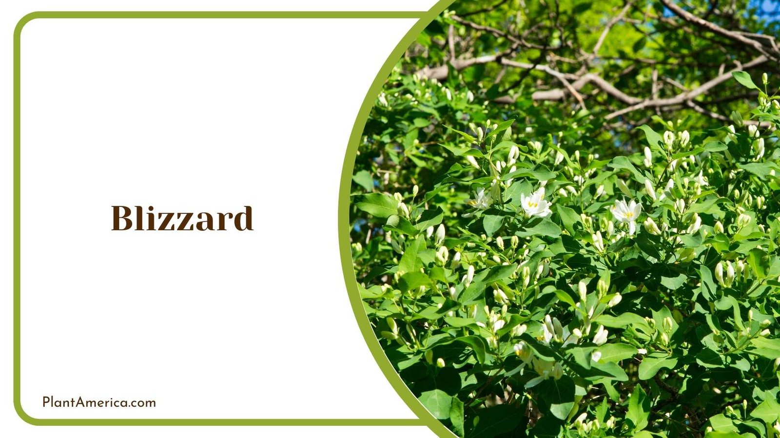 Blizzard mock orange Shrub Plant America