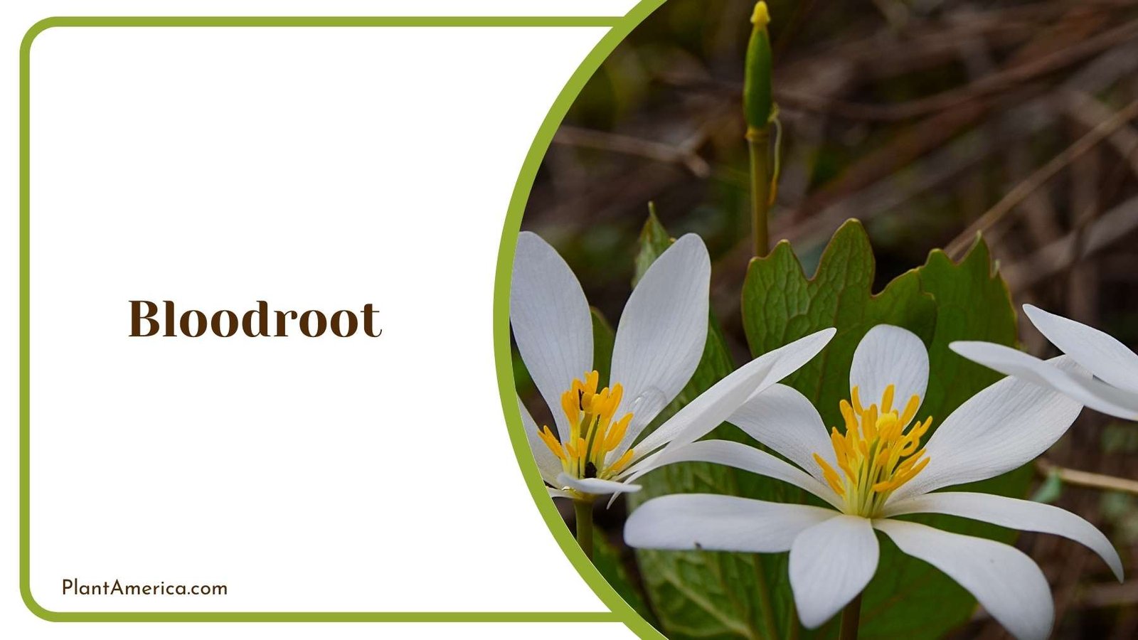 Bloodroot In Land Plant America