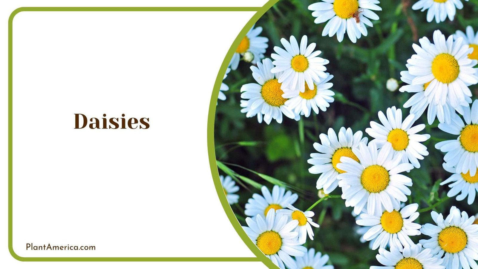 Blooming Daisies in Garden Plant America