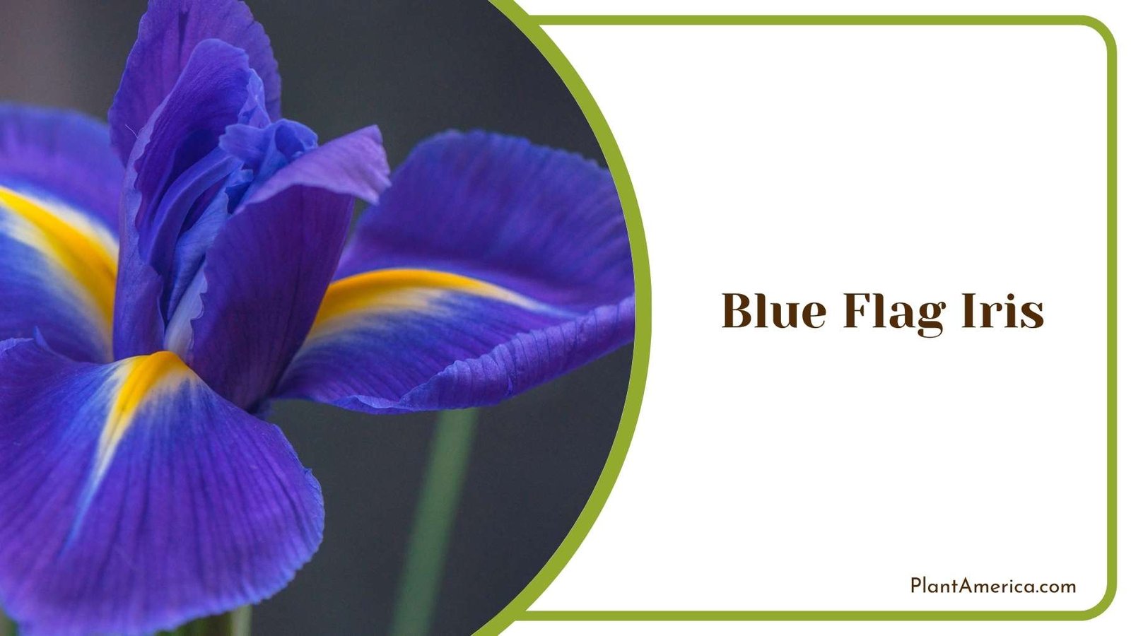 Blue Flag Iris Plant America