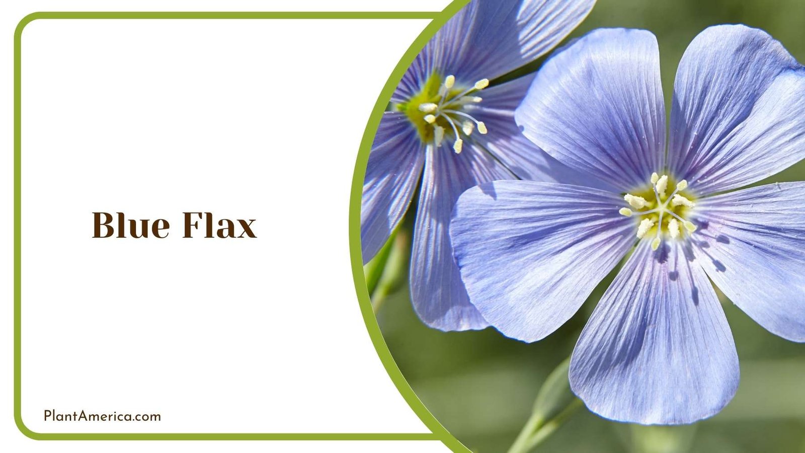 Blue Flax Closer Look Plant America Blue Flax Closer Look Plant America