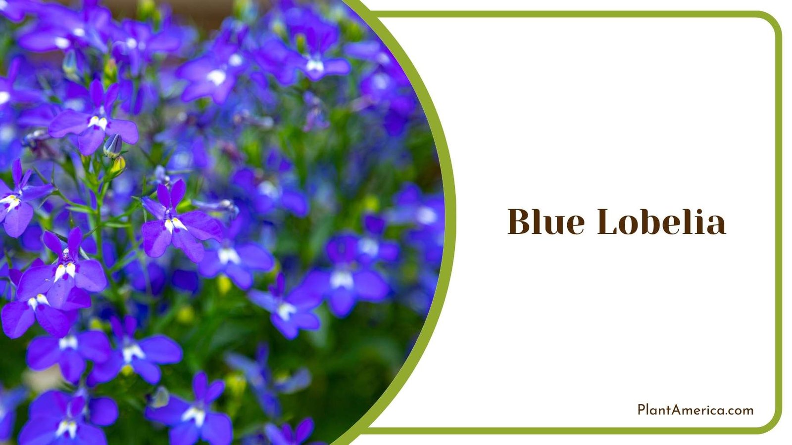 Blue Lobelia Plant America