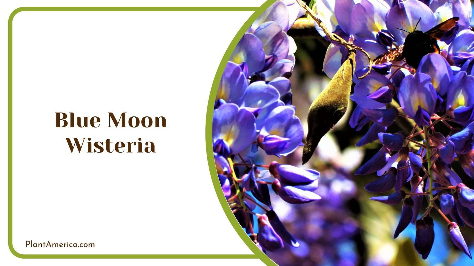 Blue Moon Wisteria Plant America