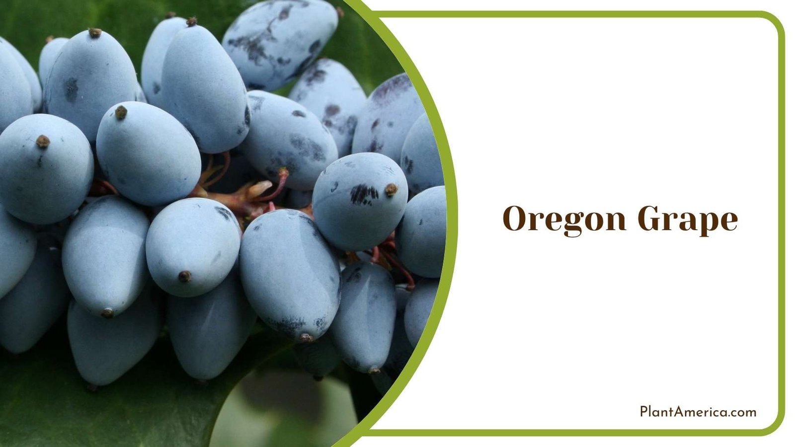 Blue Oregon Grape Plant America
