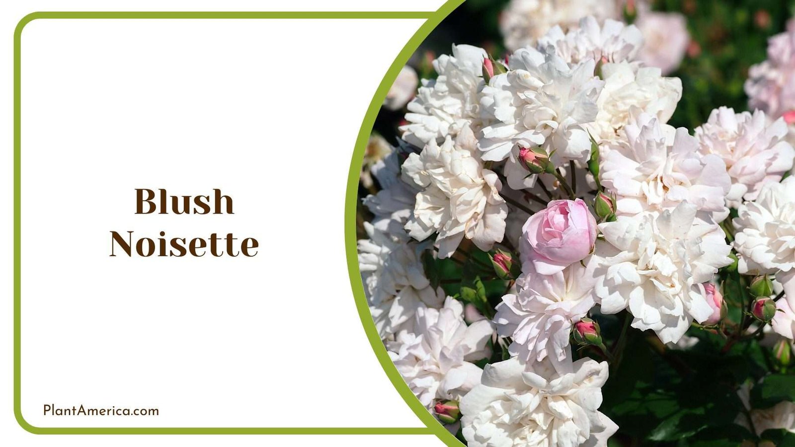 Blush Noisette Plant Plant America
