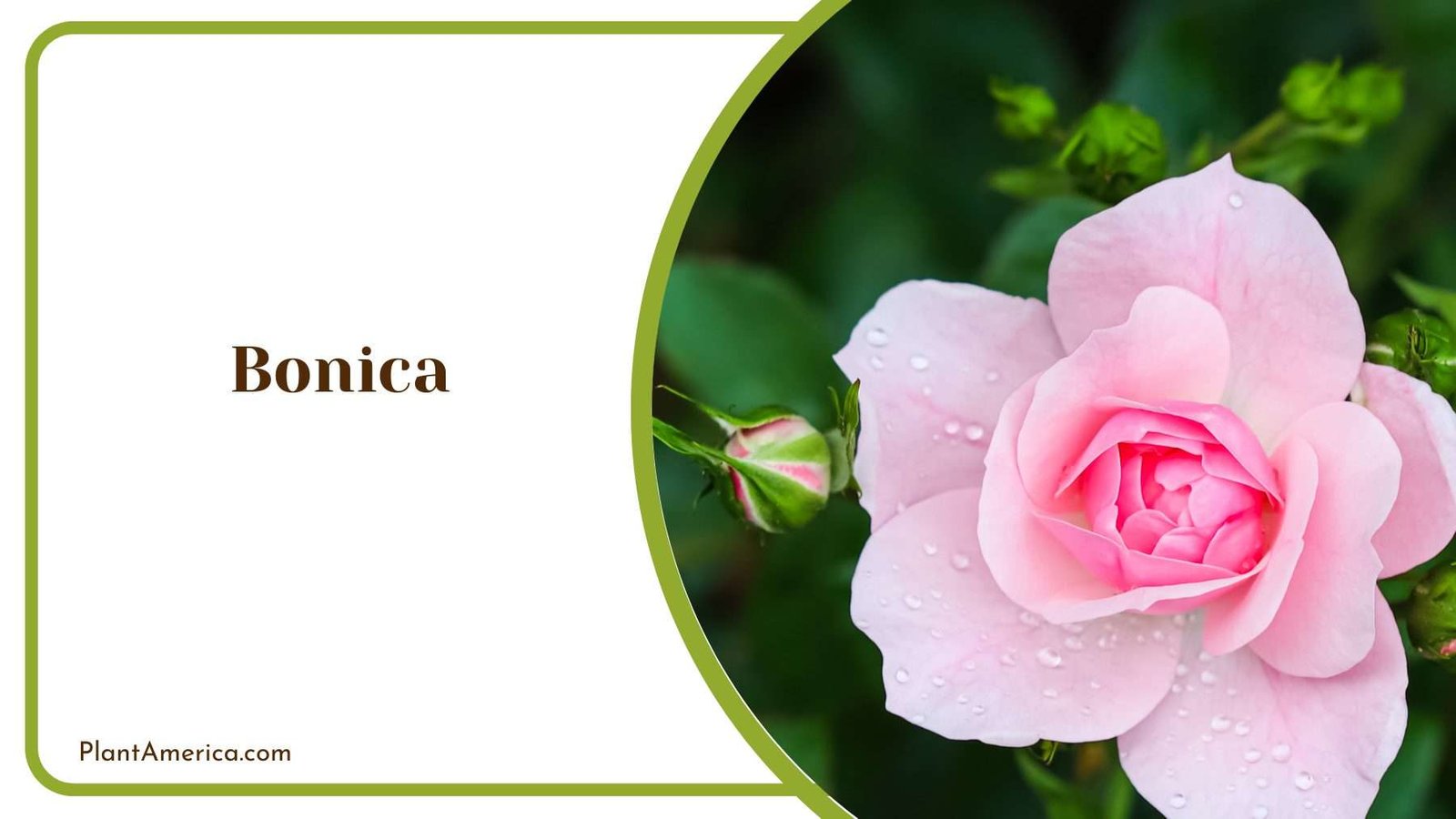 Bonica Rose Flower Plant America