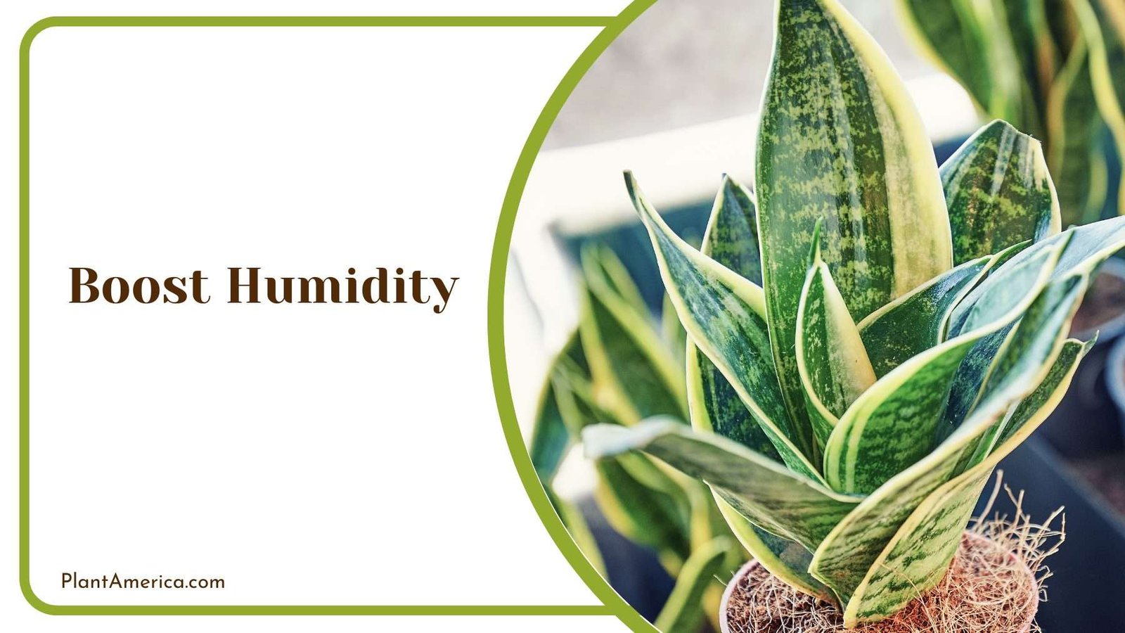 Boost Humidity Plant America