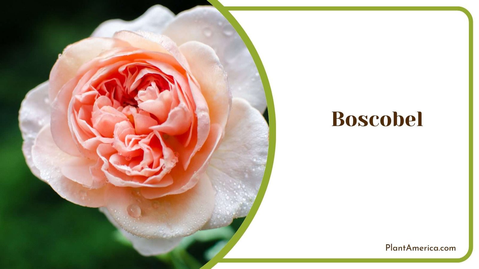 Boscobel Rose Blooms Plant America