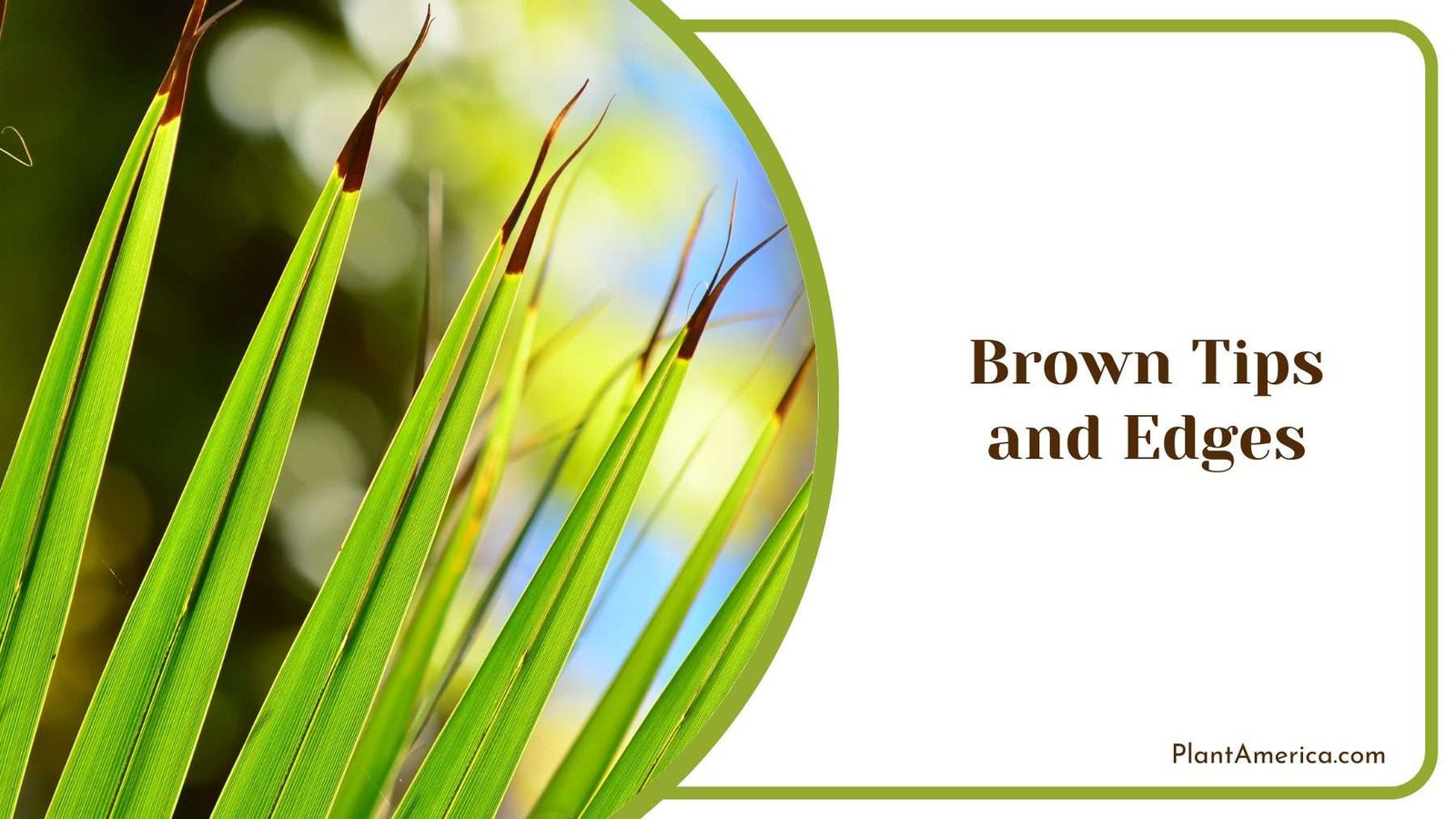 Brown Tips and Edges Plant America
