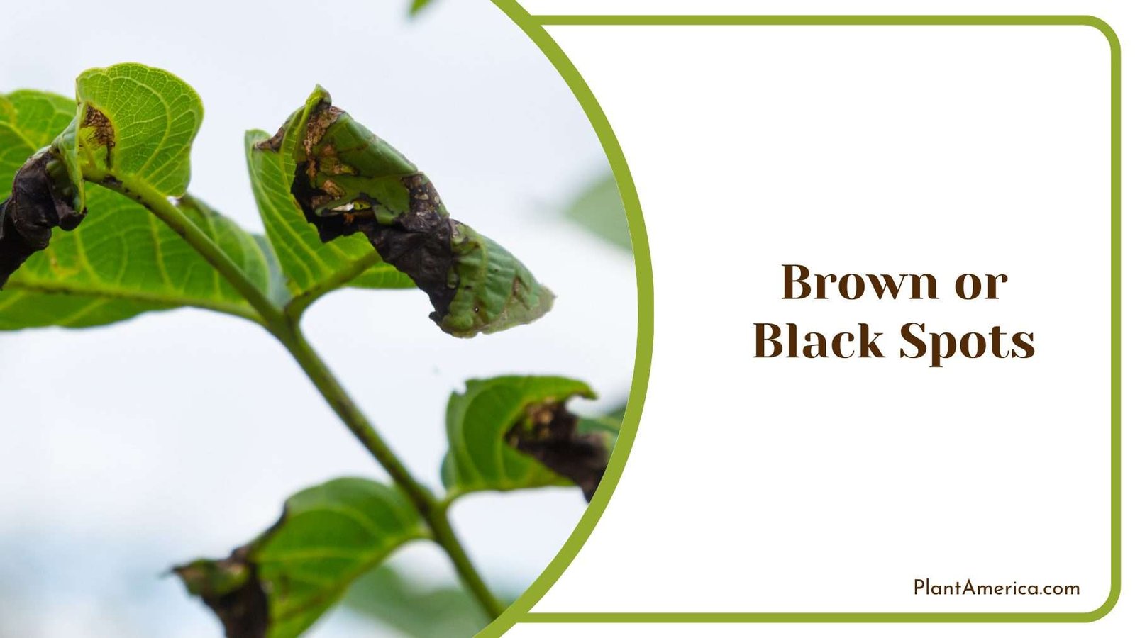 Brown or Black Spots Plant America