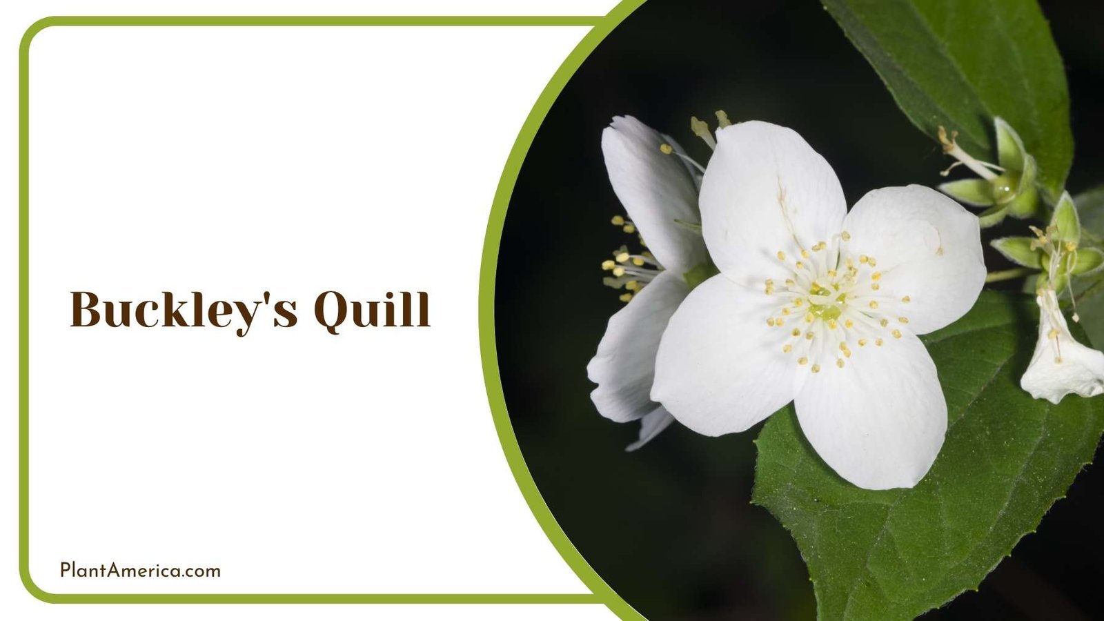 Buckley s Quill Plant In Land Plant America